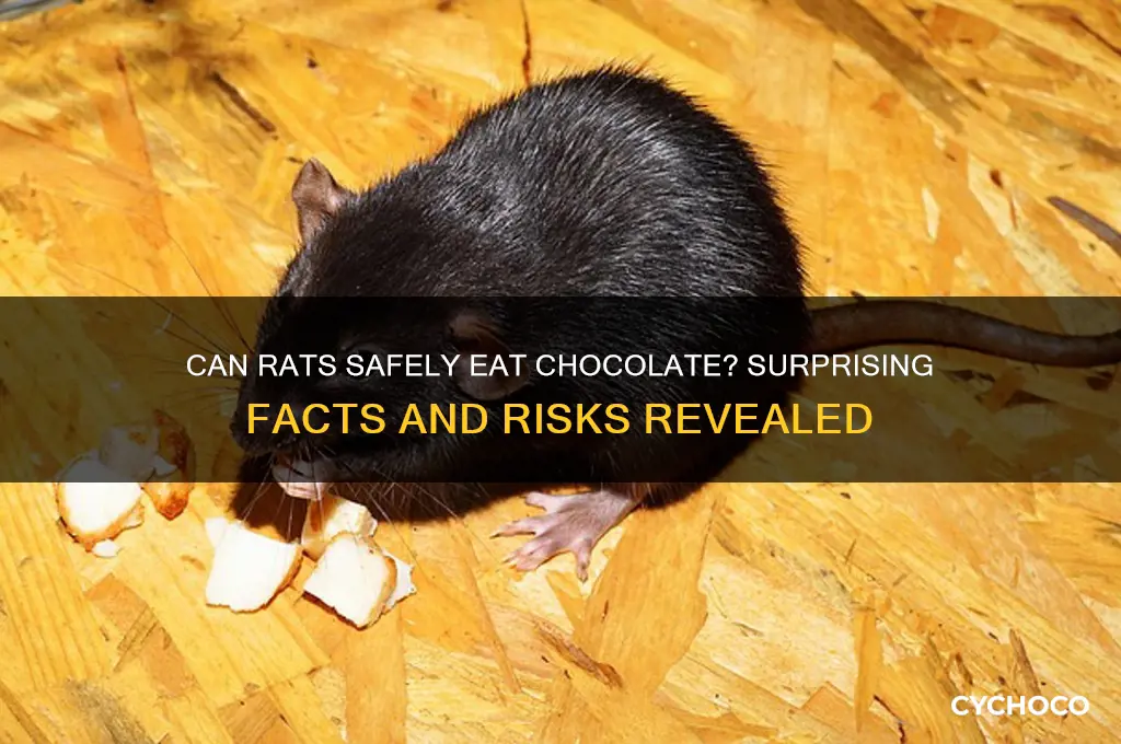 do rats eat chocolate