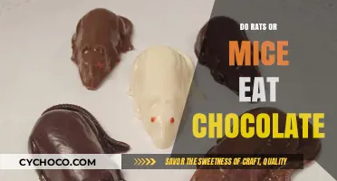 Sweet Tooth Scurry: Do Rats or Mice Crave Chocolate?
