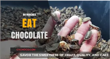 Sweet or Not? The Surprising Truth About Roaches and Chocolate