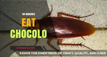 Sweet or Not? The Truth About Roaches and Chocolate Cravings