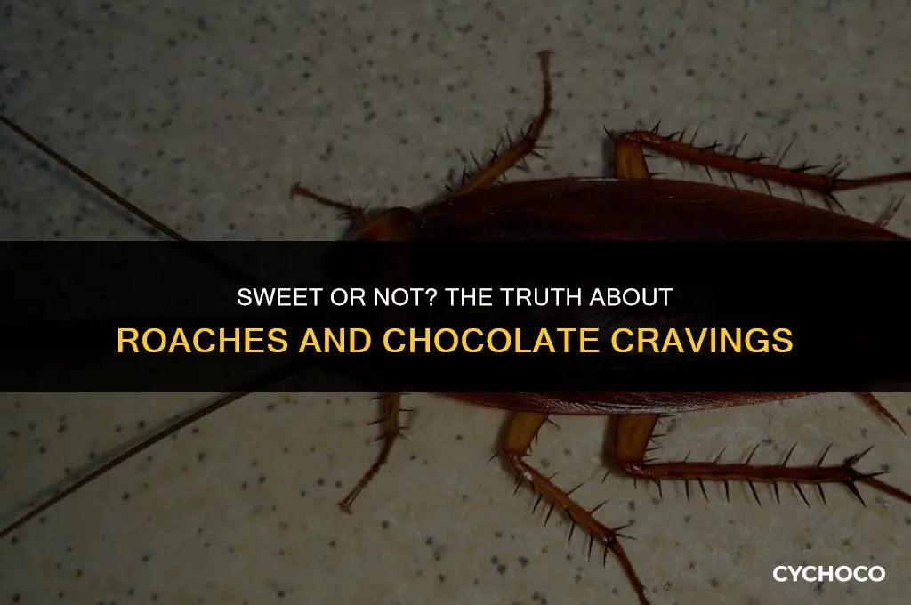 do roaches eat chocolo