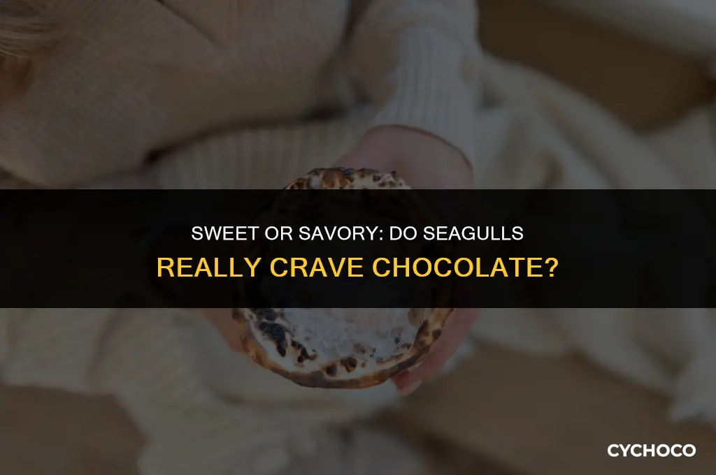 do seagulls eat chocolate