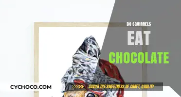 Can Squirrels Safely Eat Chocolate? A Nutritional Insight