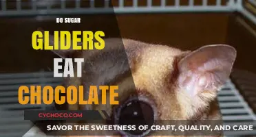 Sweet Treats for Sugar Gliders: Chocolate on the Menu?