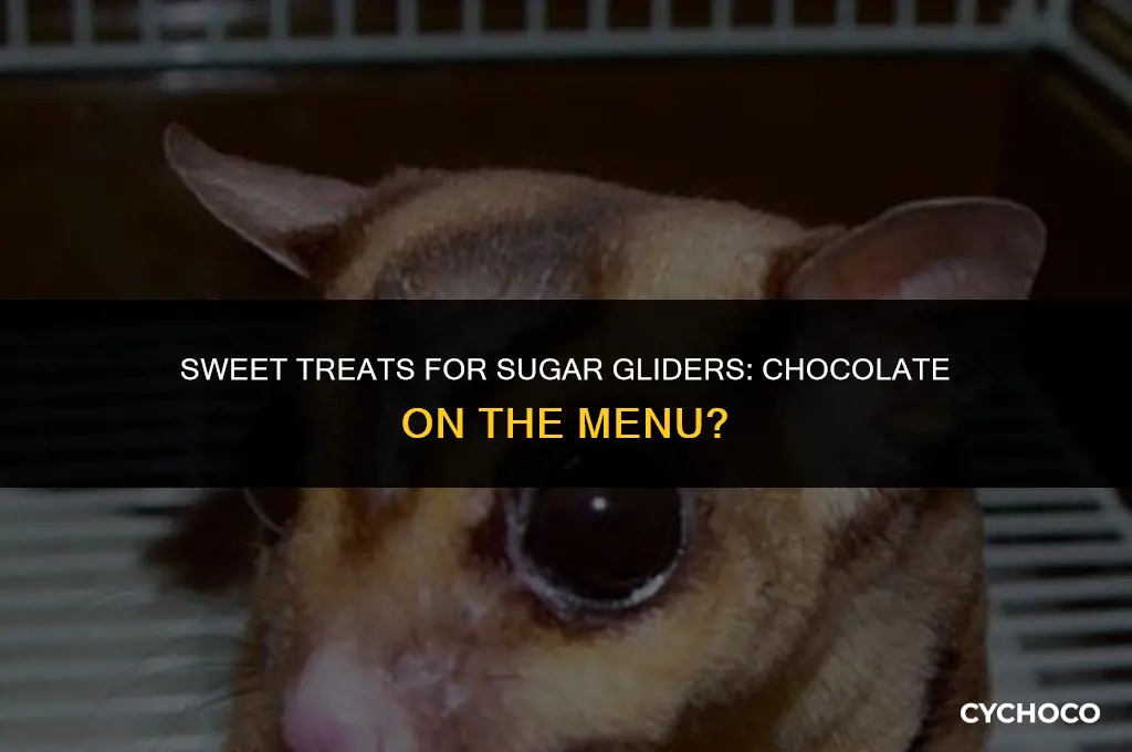 do sugar gliders eat chocolate