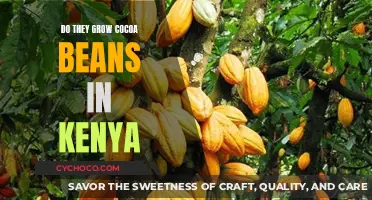 Exploring Kenya's Agricultural Landscape: Do Cocoa Beans Thrive Here?