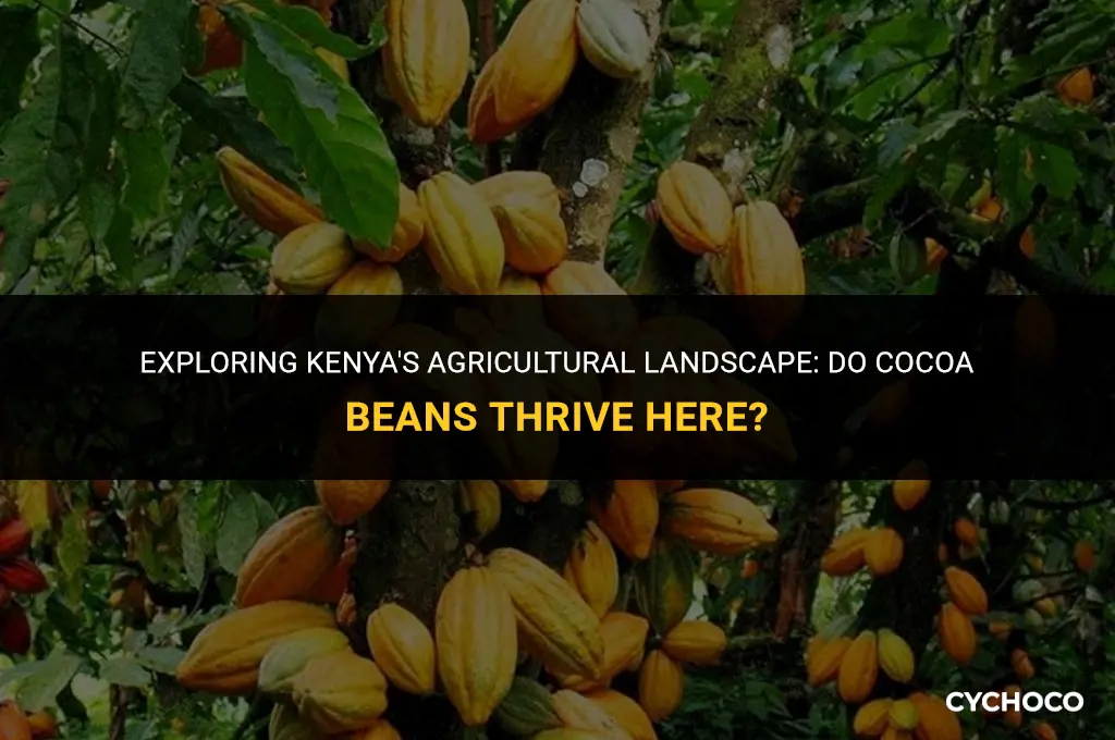 do they grow cocoa beans in kenya
