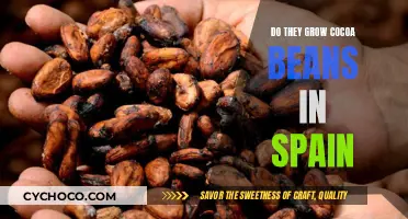 Exploring Spain's Cocoa Cultivation: A Journey Through Its Bean Growth
