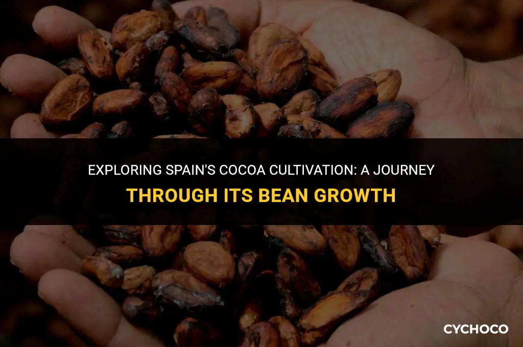 do they grow cocoa beans in spain