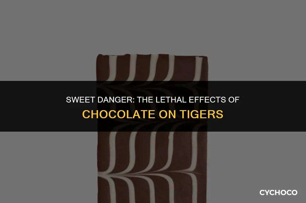do tigers die if they eat chocolate