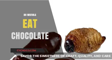 Deciphering Diet: Do Weevils Have a Sweet Tooth for Chocolate?