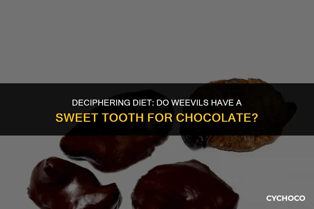 do weevils eat chocolate