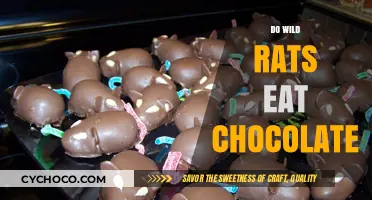 Sweet Temptations: Do Wild Rats Have a Chocolate Craving?