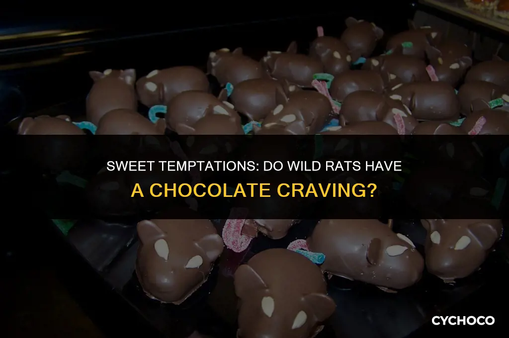 do wild rats eat chocolate