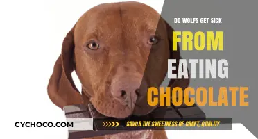 The Sweet Danger: Can Chocolate Harm Wolves?