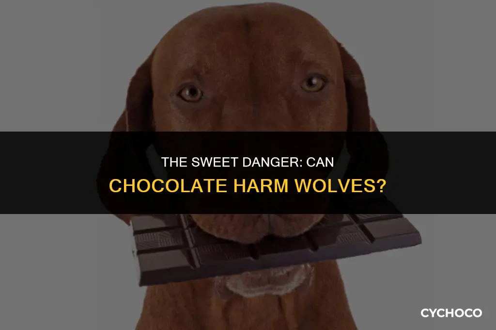 do wolfs get sick from eating chocolate