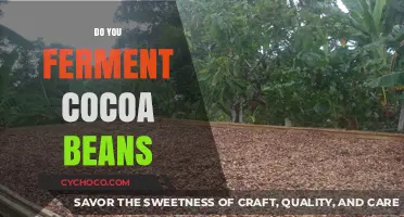 Unlocking the Richness: The Art of Fermenting Cocoa Beans