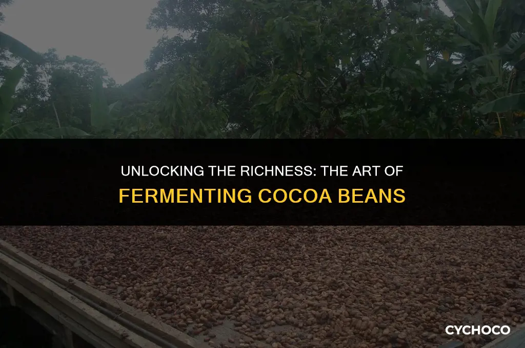 do you ferment cocoa beans