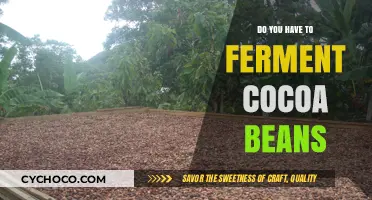 The Art of Chocolate: Unveiling the Mystery of Cocoa Bean Fermentation