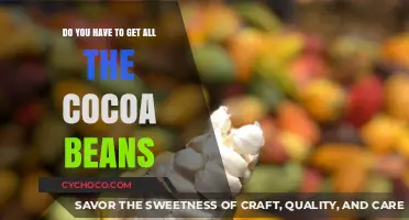 Harvesting Cocoa Beans: Understanding the Chocolate-Making Process