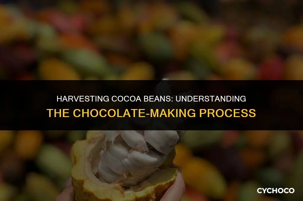 do you have to get all the cocoa beans