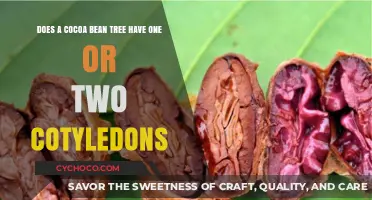 Exploring the Cotyledons: A Cocoa Bean Tree's Early Life Mystery
