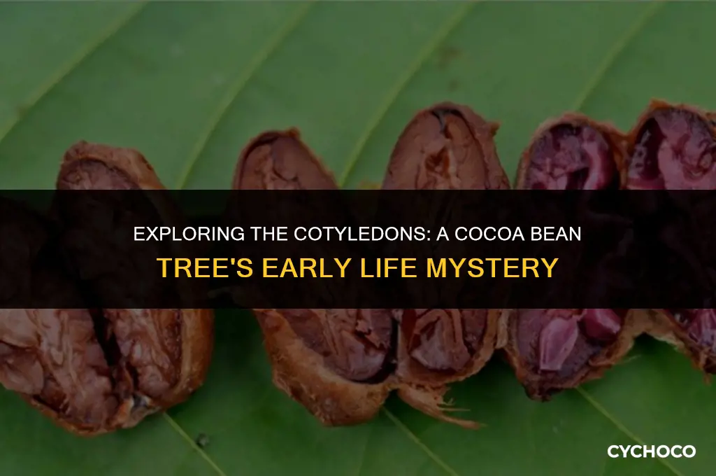 does a cocoa bean tree have one or two cotyledons