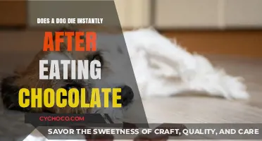 The Lethal Danger of Chocolate for Dogs: Instant Death Risk Explained