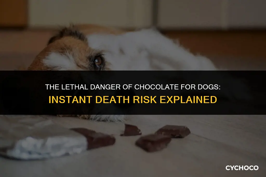 does a dog die instantly after eating chocolate