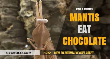 Will a Praying Mantis Indulge in a Chocolate Feast?