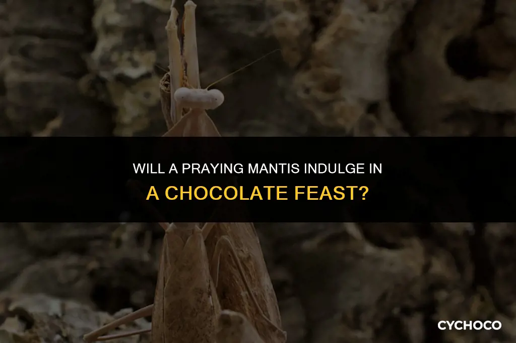 does a praying mantis eat chocolate