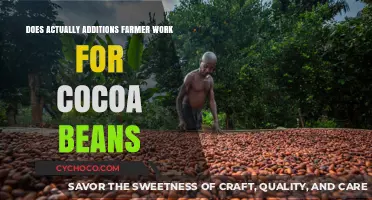 Exploring the Effectiveness of Additives in Cocoa Bean Farming