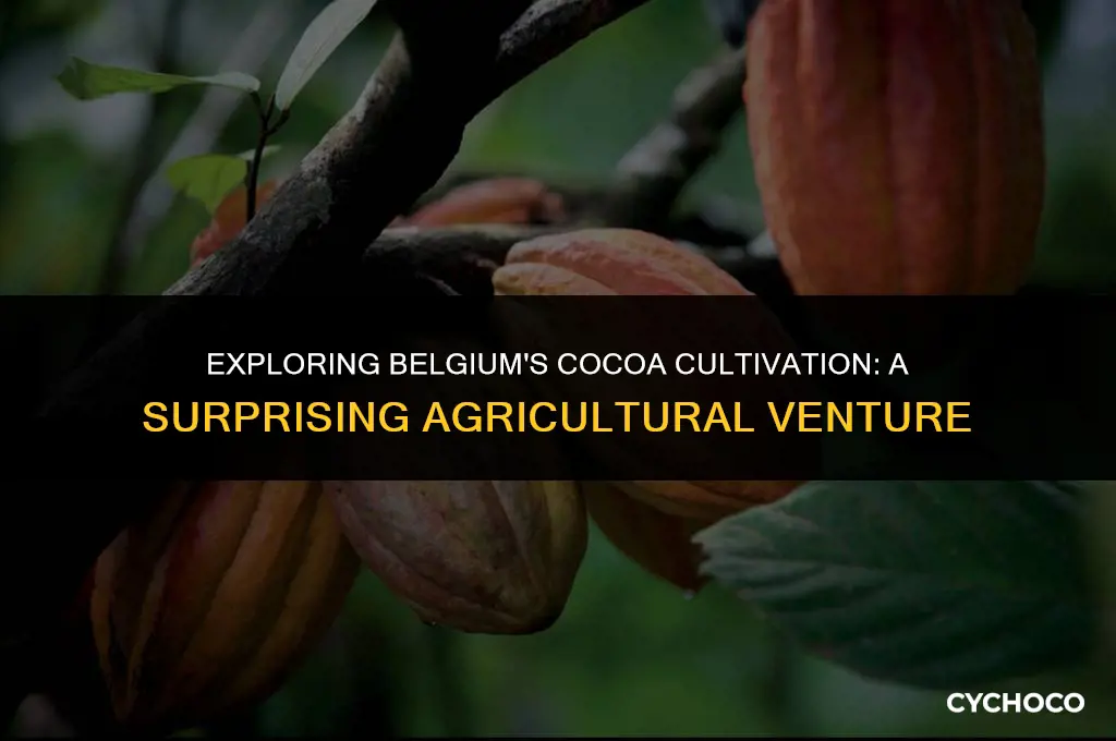 does belgium grow cocoa beans