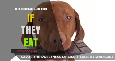 The Sweet Danger: Chocolate's Toxic Effects on Our Canine Companions