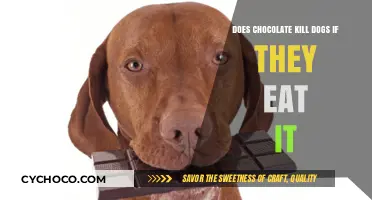 The Sweet Deception: Chocolate's Lethal Threat to Our Canine Companions