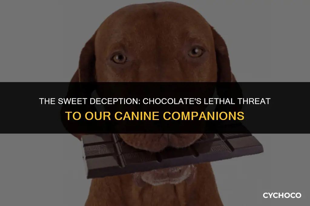 does chocolate kill dogs if they eat it