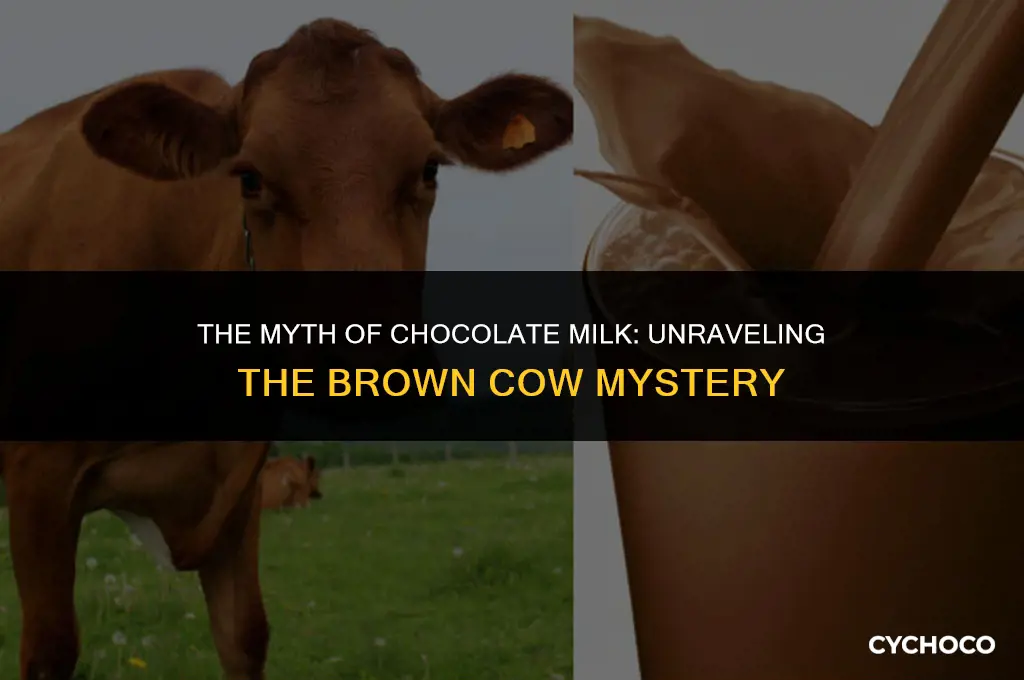 does chocolate milk come from a brown cow