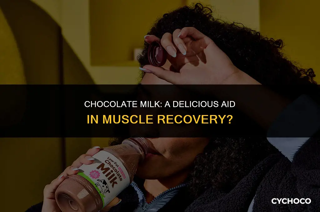 does chocolate milk help with muscle recovery