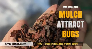The Surprising Truth About Cocoa Bean Mulch and Bugs