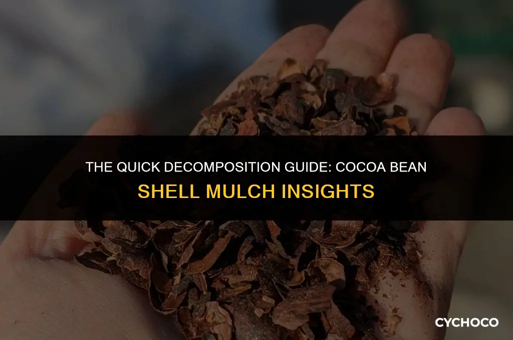 does cocoa bean shell mulch rot quickly