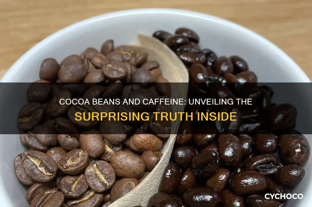does cocoa beans contain caffeine