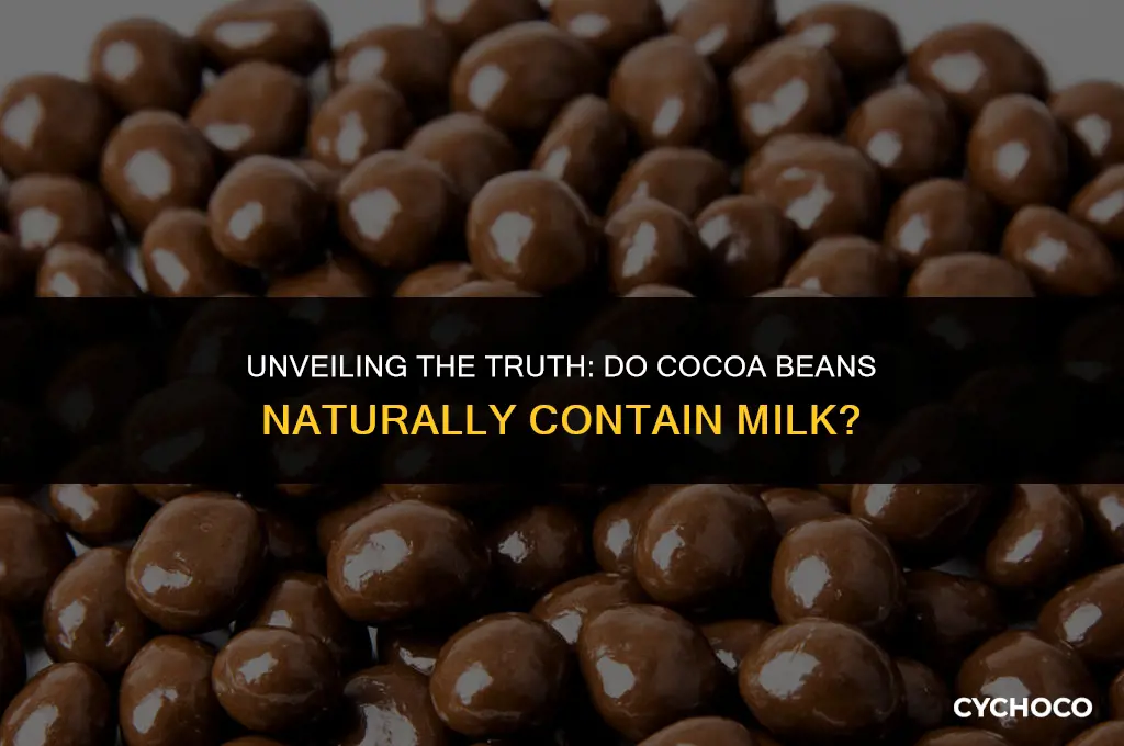 does cocoa beans contain milk
