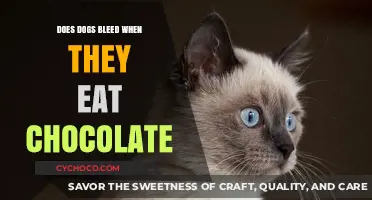 The Dark Secret of Chocolate: Can It Harm Our Canine Friends?