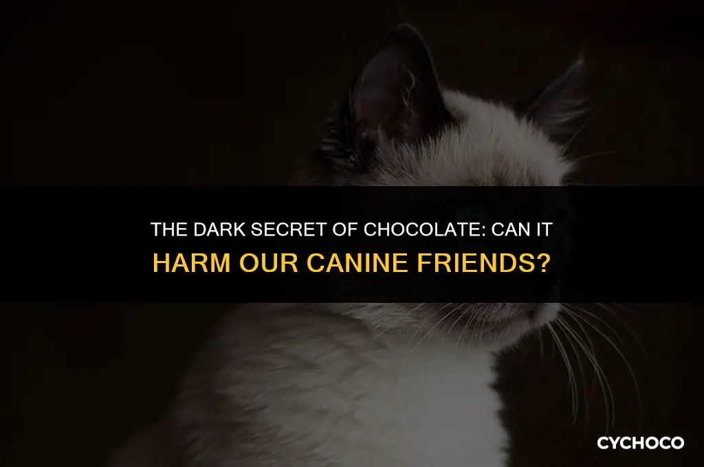 does dogs bleed when they eat chocolate