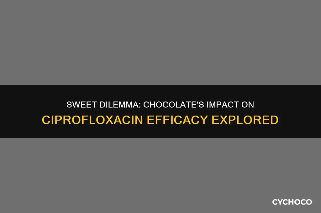 does eat chocolate affect ciprofloxacin