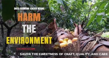 The Environmental Impact of Cocoa Farming: A Sustainable Perspective