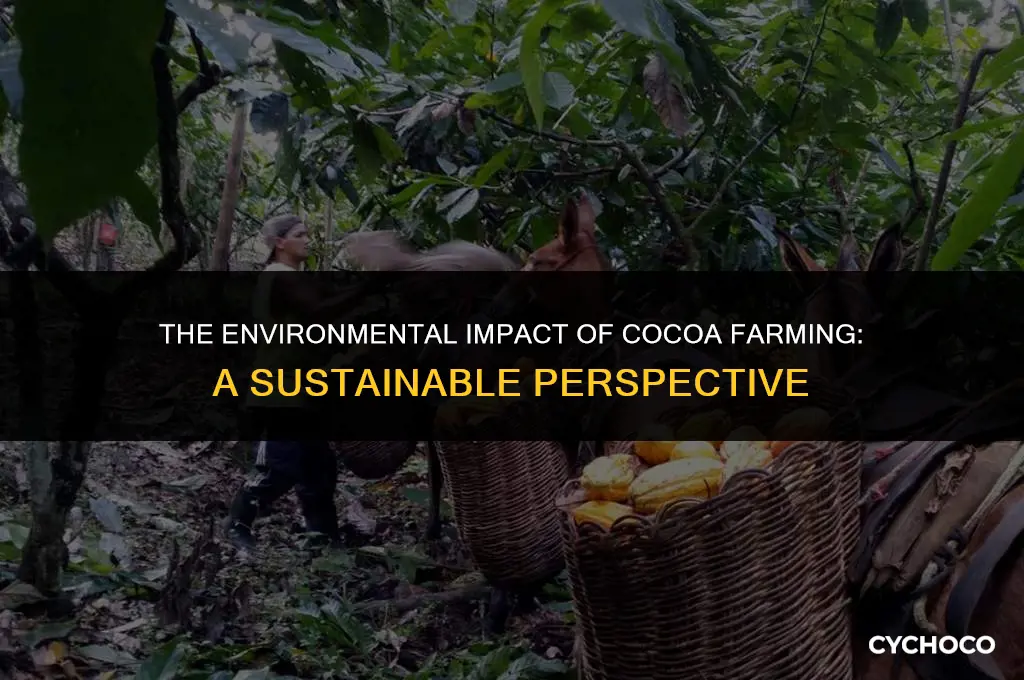 does farming cocoa beans harm the environment