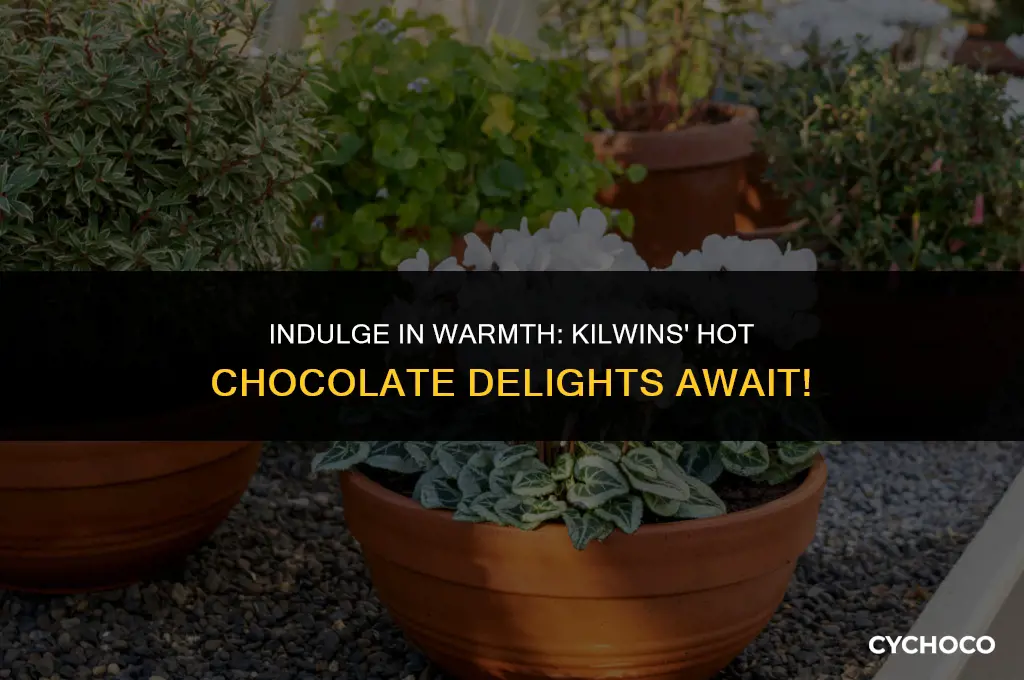 does kilwins have hot chocolate