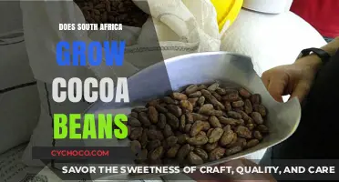 Exploring South Africa's Cocoa Bean Cultivation: A Comprehensive Guide