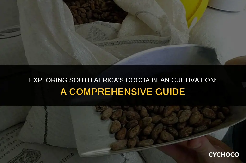 does south africa grow cocoa beans